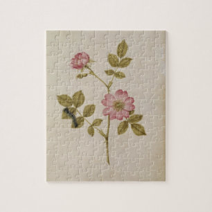 Rosa Canina - Dogrose och Caterpillar (rita & med Pussel