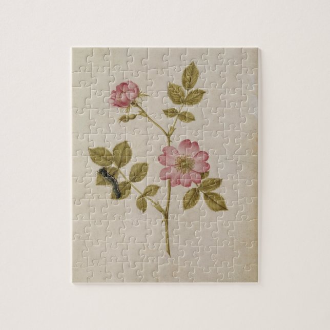 Rosa Canina - Dogrose och Caterpillar (rita & med Pussel (Vertikal)