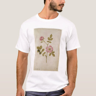 Rosa Canina - Dogrose och Caterpillar (rita & med Tee Shirt
