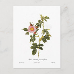 Rosa canina grandiflora vykort
