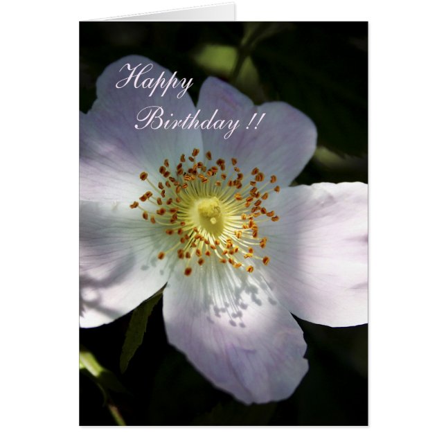 Rosa Canina - Hund Ro Hälsningskort (Framsidan)