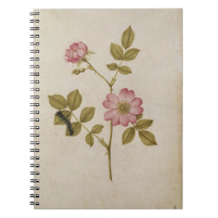 Rosa Canina - Vildros och larv (penna & w/ Anteckningsbok