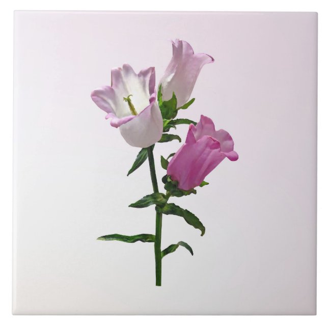 Rosa Canterburyklockor Kakelplatta (Framsidan)