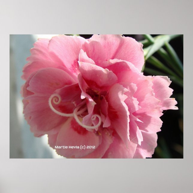 Rosa Carnation Close-Up Poster (Framsidan)