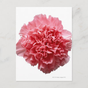 Rosa Carnation Close Vykort