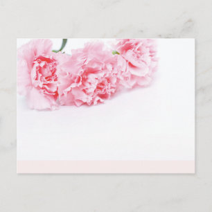 Rosa Carnation Flowers på vit bakgrund Vykort