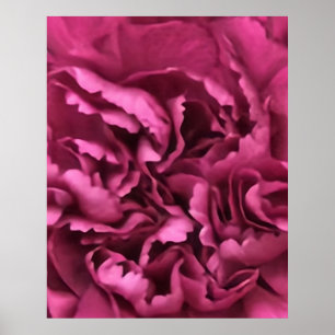 Rosa Carnation Poster