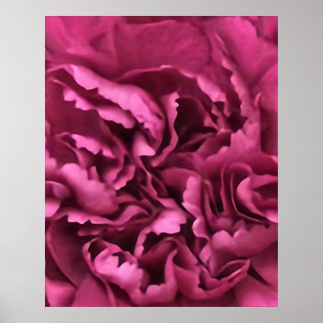 Rosa Carnation Poster (Framsidan)