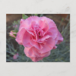Rosa Carnation Vykort