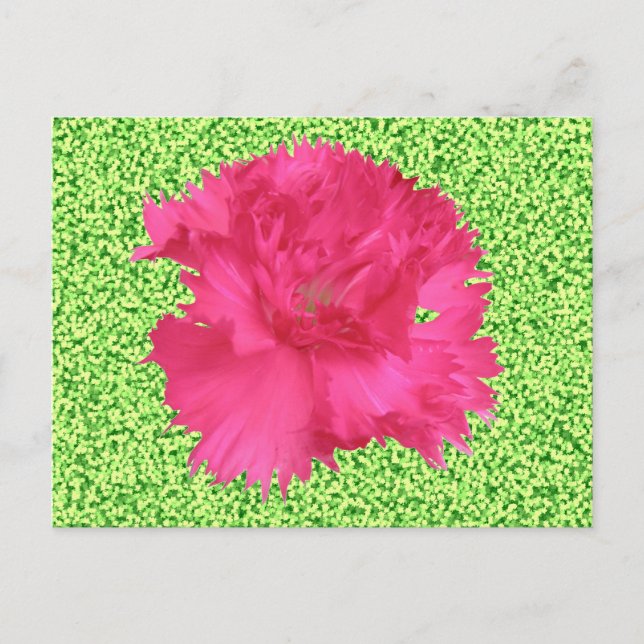 Rosa Carnation-vykort Vykort (Framsida)