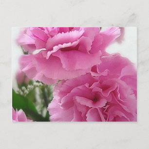 Rosa Carnations 1 Vykort