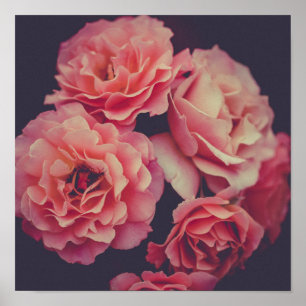 Rosa Carnations Flowers Poster