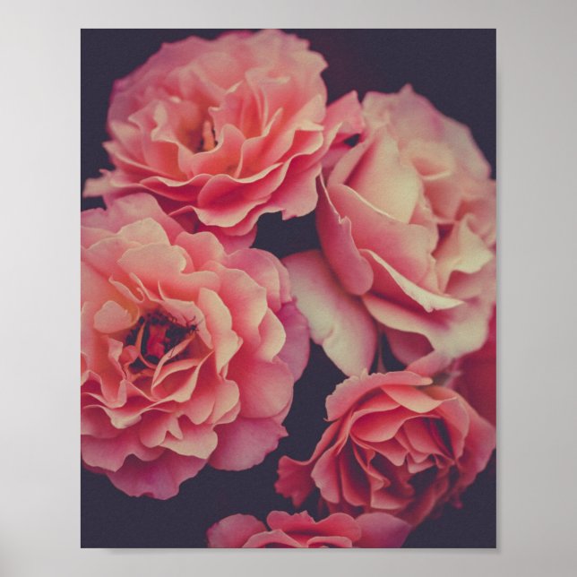 Rosa Carnations Flowers Poster (Framsidan)