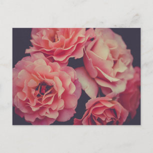 Rosa Carnations Flowers Vykort