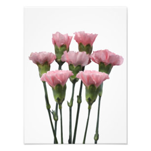 Rosa Carnations Fototryck