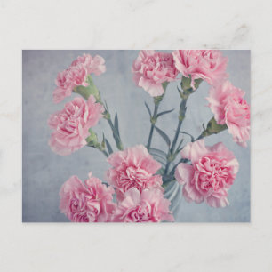 Rosa Carnations Vykort