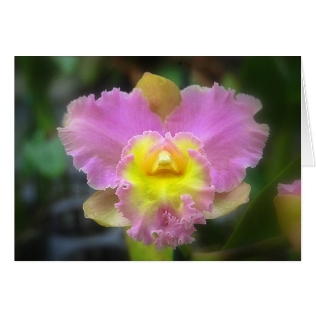 Rosa Cattleya Orchid Card Hälsningskort (Framsidan Horizontal)