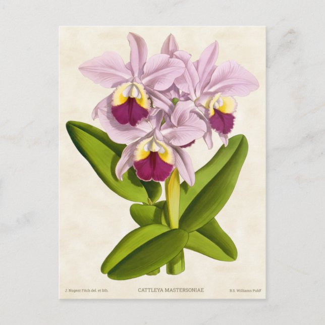 Rosa Cattleya Orchid Vintage Botanical Vykort (Framsida)