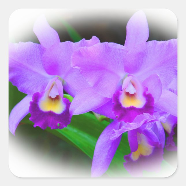 Rosa Cattleya Orchids Fyrkantigt Klistermärke (Framsida)