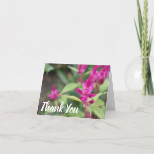 Rosa Celosia Natur Fotography Tackkort
