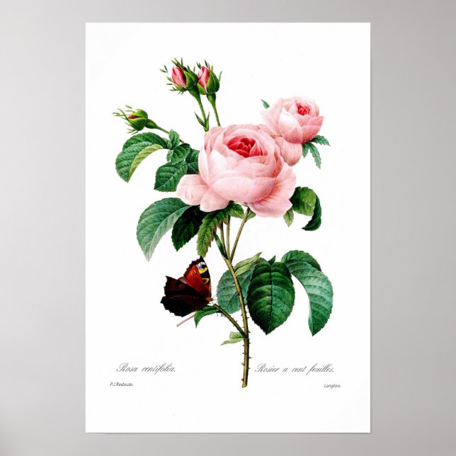 Rosa centiflora poster (Framsidan)