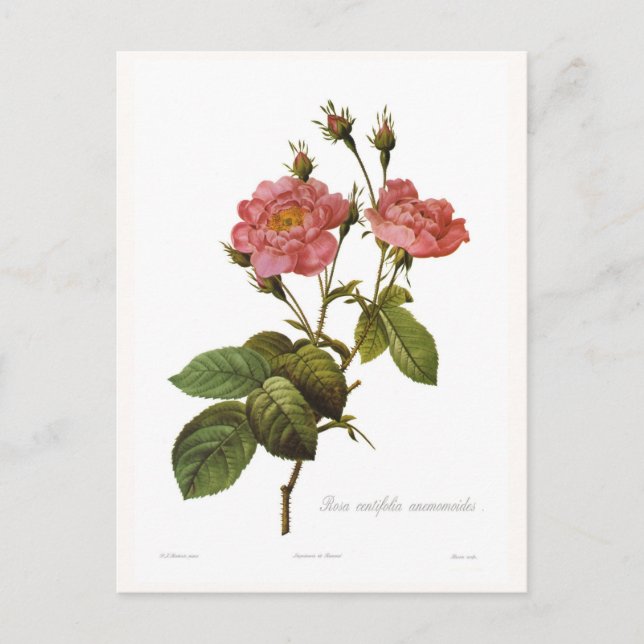 Rosa centifolia anemonoides vykort (Framsida)