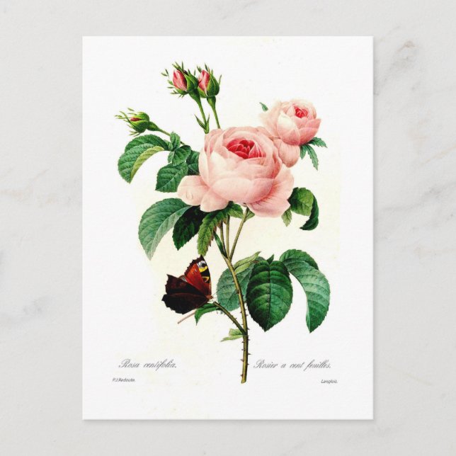 Rosa centifolia av Pierre-Joseph Redouté Vykort (Framsida)
