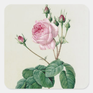 Rosa Centifolia Bullata Fyrkantigt Klistermärke