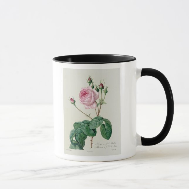 Rosa Centifolia Bullata Mugg (Höger)