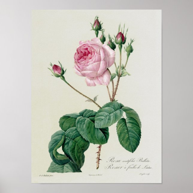 Rosa Centifolia Bullata Poster (Framsidan)