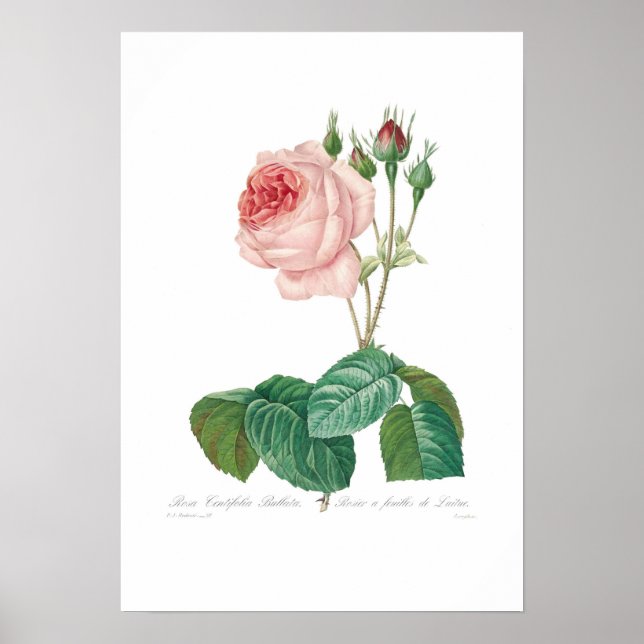 Rosa centifolia bullata poster (Framsidan)