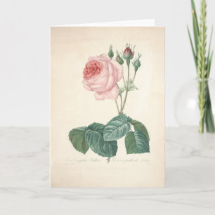 Rosa Centifolia Bullata vid det Redoute Kort