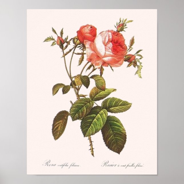 Rosa Centifolia Foliacea Poster (Framsidan)
