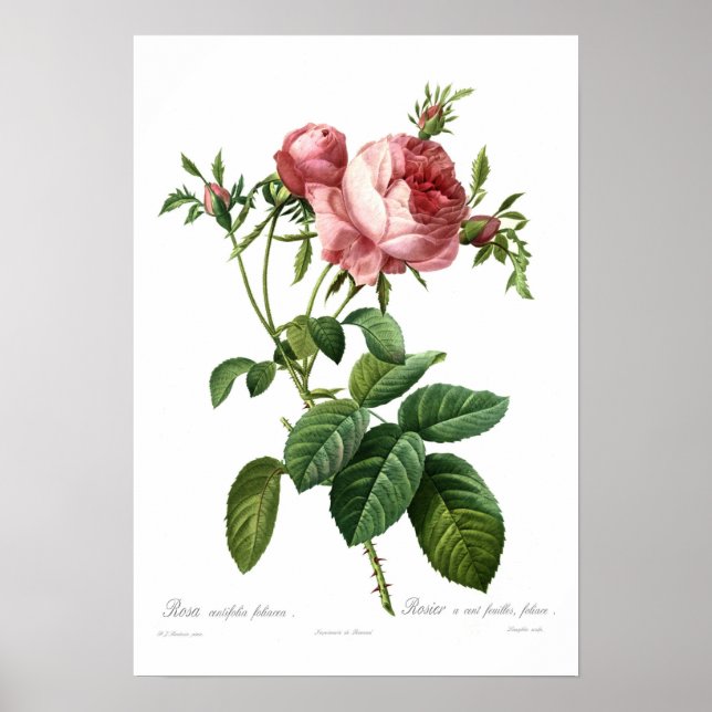 Rosa centifolia foliacea poster (Framsidan)