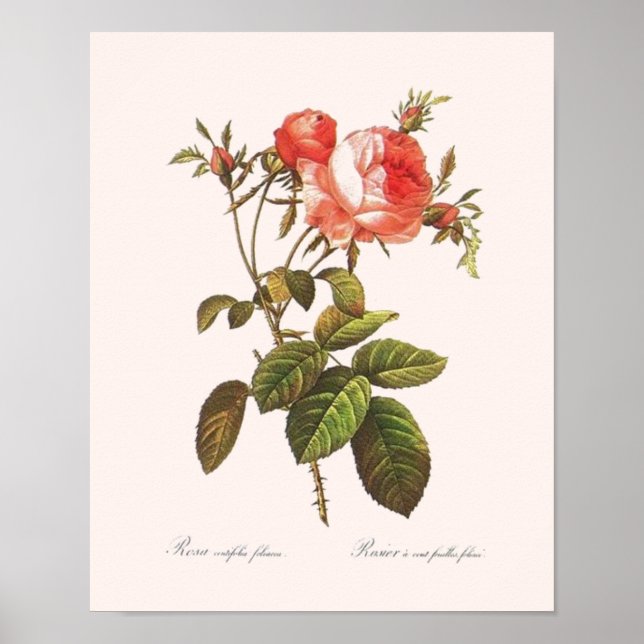 Rosa Centifolia Foliacea Poster (Framsidan)