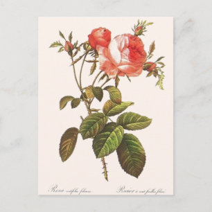Rosa Centifolia Foliacea Vykort