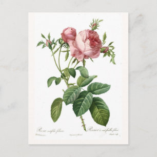 Rosa centifolia foliacea vykort