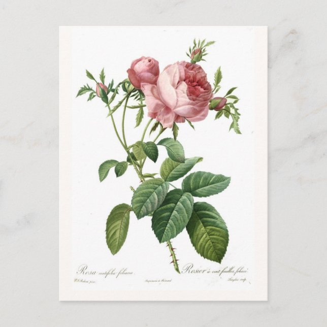 Rosa centifolia foliacea vykort (Framsida)