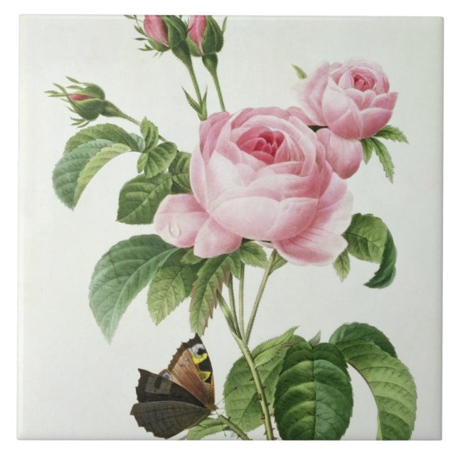 Rosa Centifolia Kakelplatta (Framsidan)