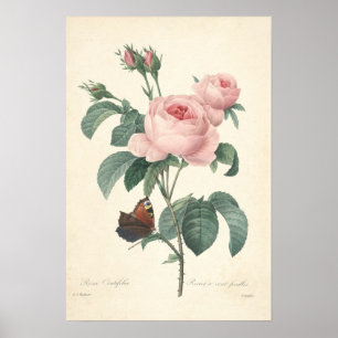 Rosa Centifolia kanvastryck Poster