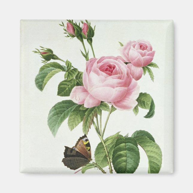 Rosa Centifolia Magnet (Framsidan)