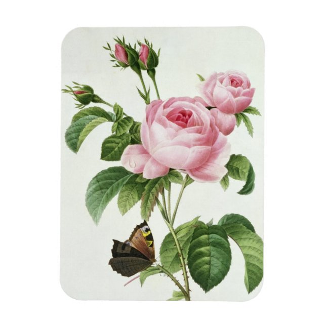 Rosa Centifolia Magnet (Vertikal)