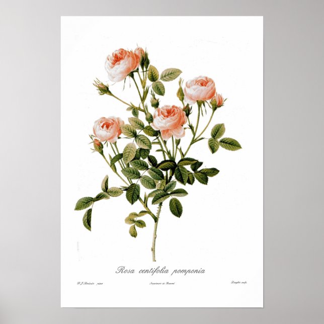 Rosa centifolia pomponia poster (Framsidan)