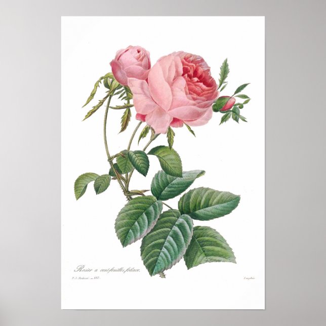 Rosa centifolia poster (Framsidan)