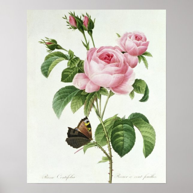 Rosa Centifolia Poster (Framsidan)