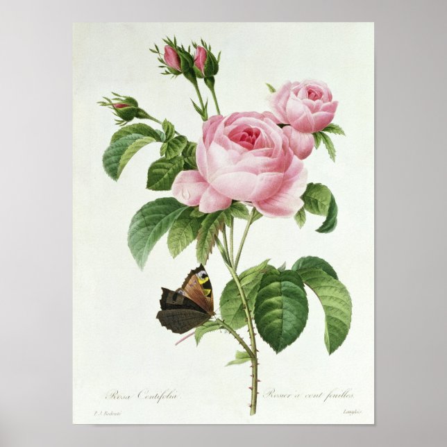 Rosa Centifolia Poster (Framsidan)