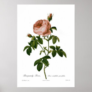 Rosa centifoliaparvifolia poster