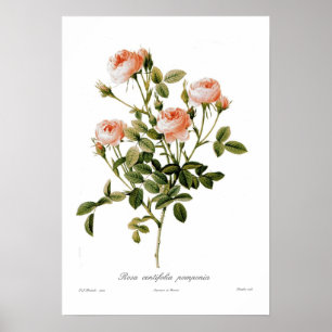 Rosa centifoliapomponia poster