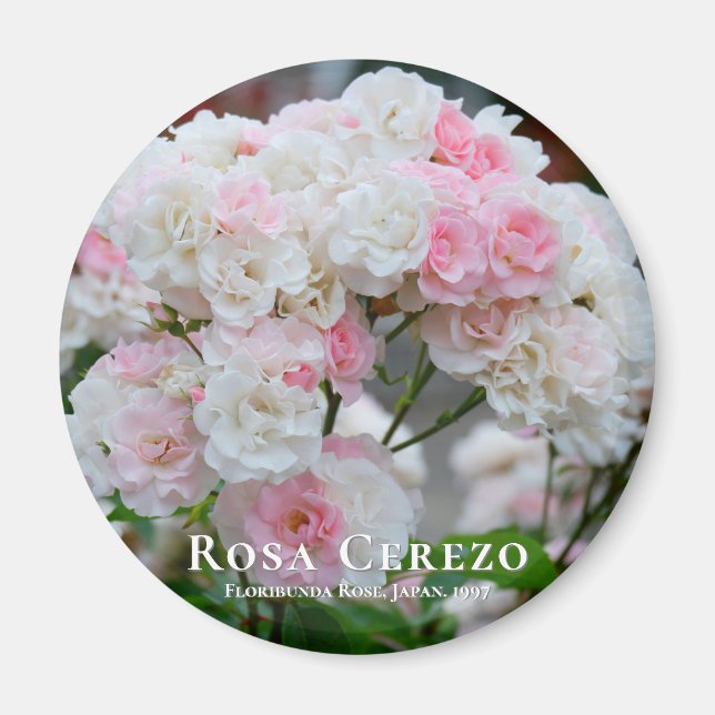 Rosa Cerezo Magnet (Framsidan)