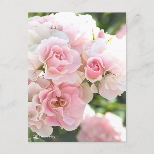 Rosa Cerezo:Postcard_ver.2.0 Vykort (Framsida)